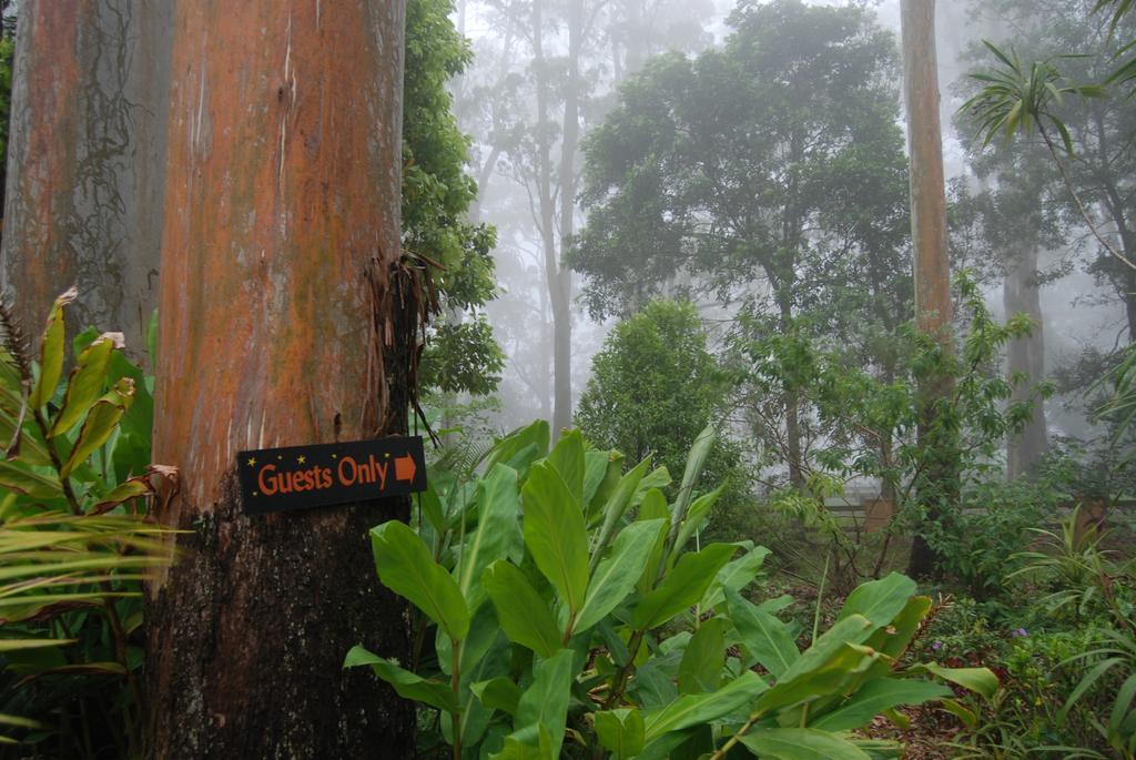 Witches Falls Cottages Mount Tamborine Bagian luar foto